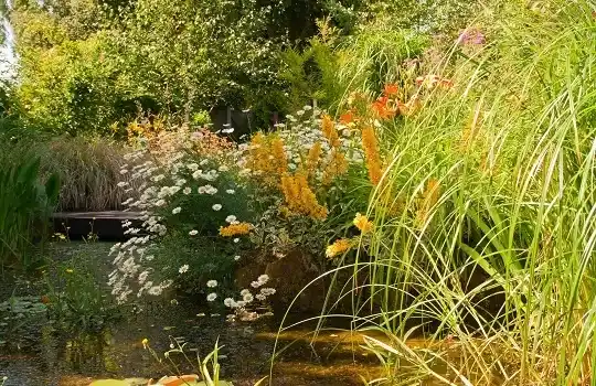 Návrh kúpeľných jazierok - Prírodné záhrady